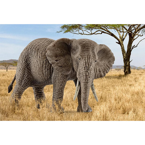 Figura Elefante Africano Hembra Schleich Wild Life