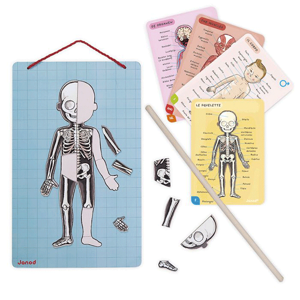 Juego Magnético El Cuerpo Humano Janod En 12 Idiomas