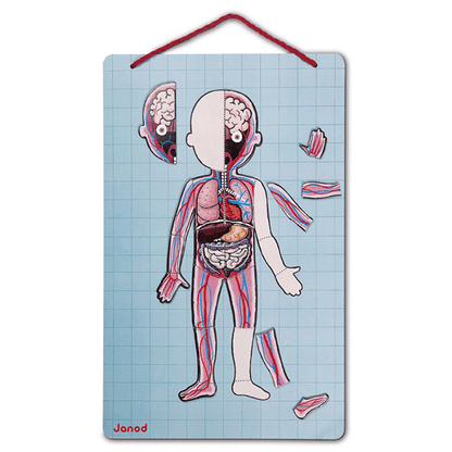 Juego Magnético El Cuerpo Humano Janod En 12 Idiomas