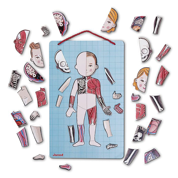 Juego Magnético El Cuerpo Humano Janod En 12 Idiomas
