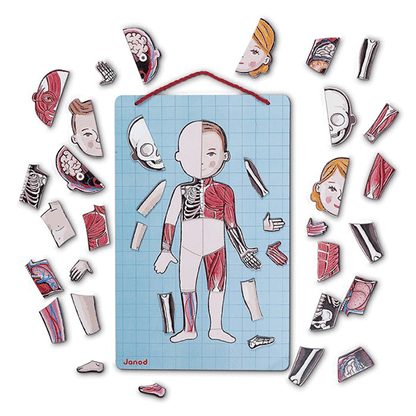Juego Magnético El Cuerpo Humano Janod En 12 Idiomas